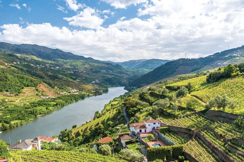 Sông Douro đẹp như tranh vẽ được bao quanh bởi những vườn nho