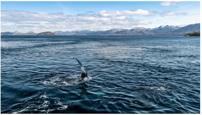 Ngắm cá voi ở Punta Arenas, Chile.