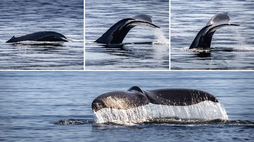 Một con cá voi lưng gù nổi lên và lặn xuống vùng biển gần Juneau