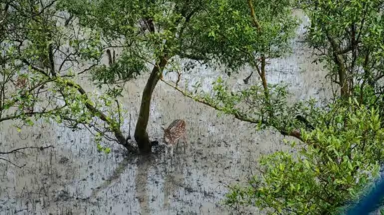 Hươu đốm ở Sundarbans.
