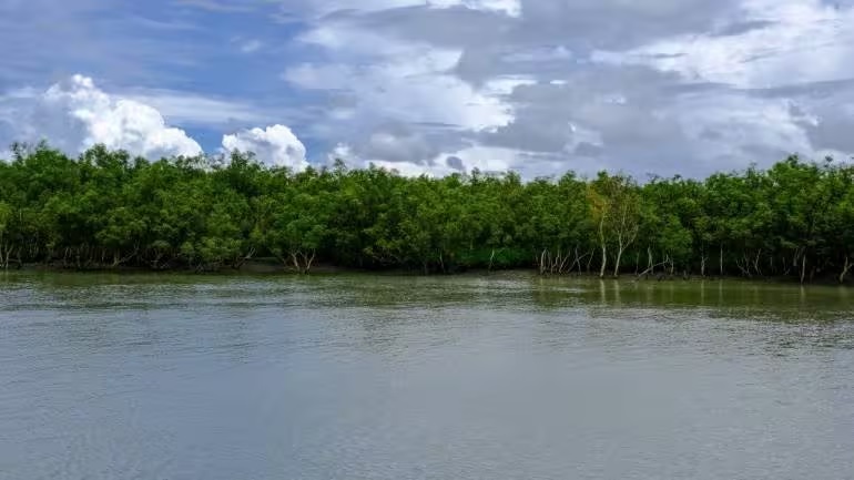 Sundarbans là khu rừng ngập mặn lớn nhất thế giới.