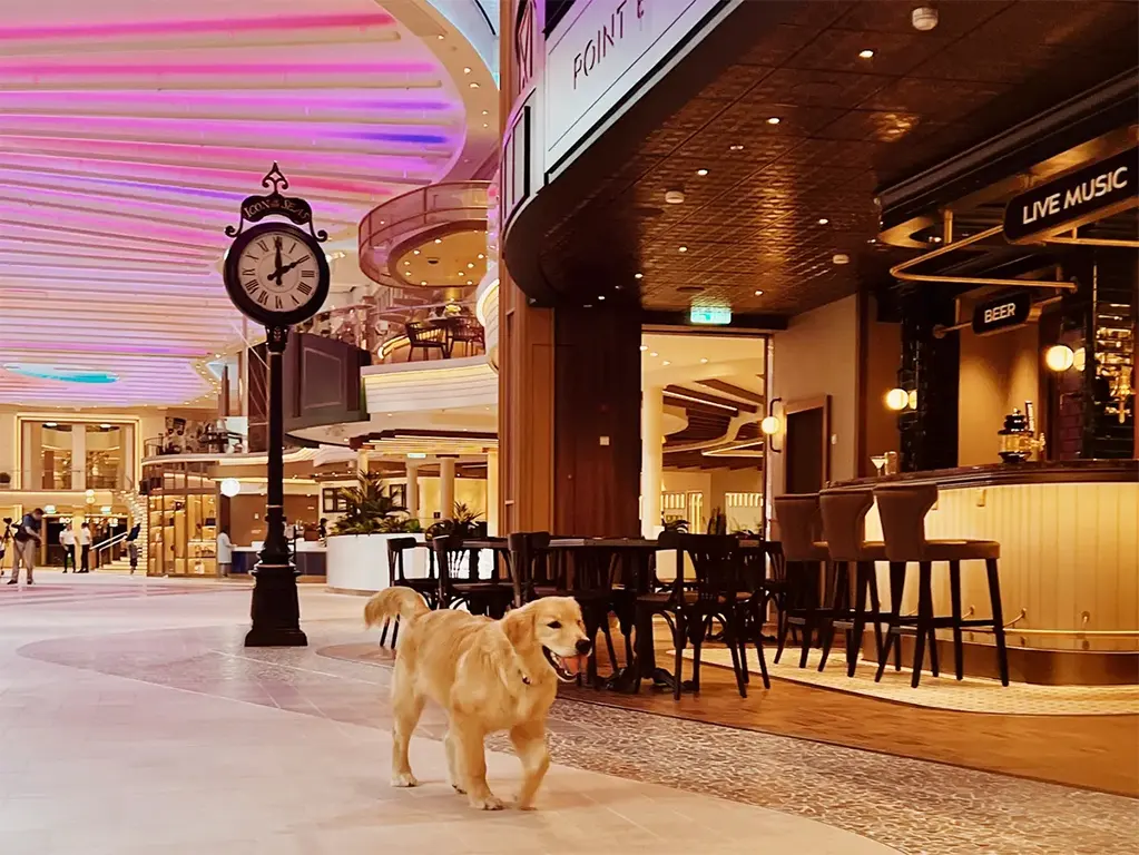 19 điều bạn chưa biết về Chief Dog Officer của Royal Caribbean